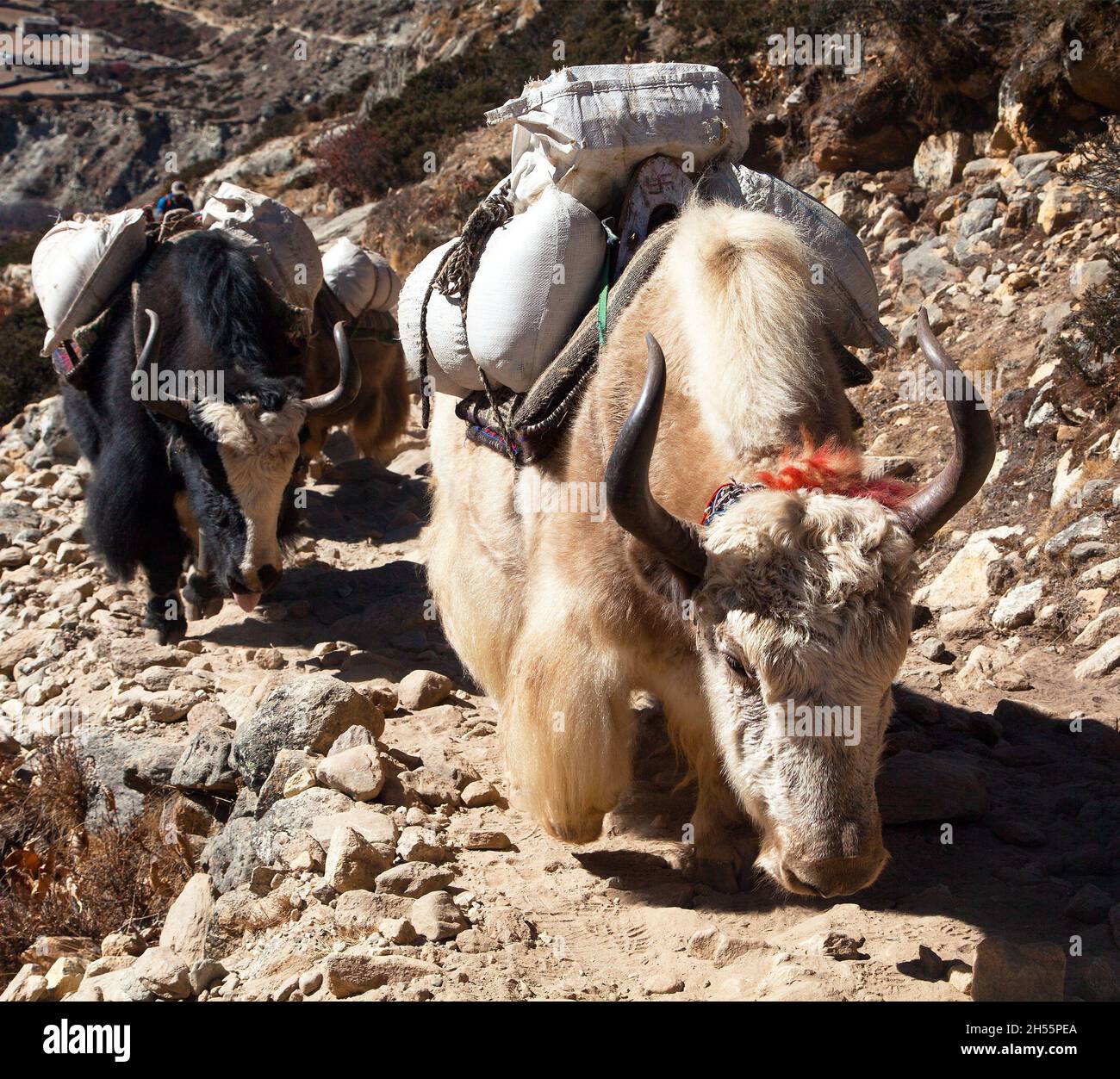 Caravan of yaks, bos grunniens or bos mutus, on the way to Everest base camp - Nepal Himalayas mountains Stock Photo