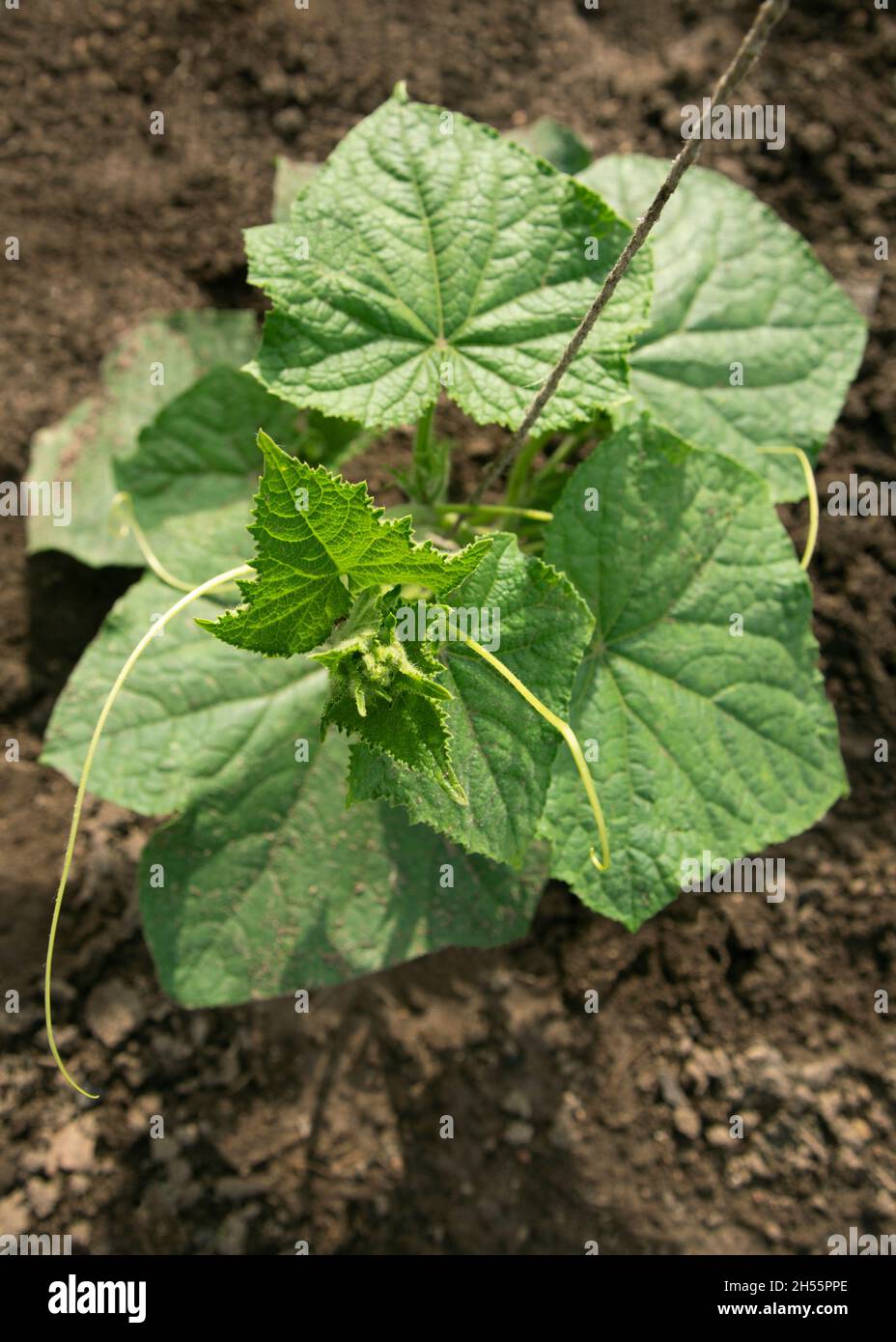Plant of cucumber are growing outside Stock Photo Alamy