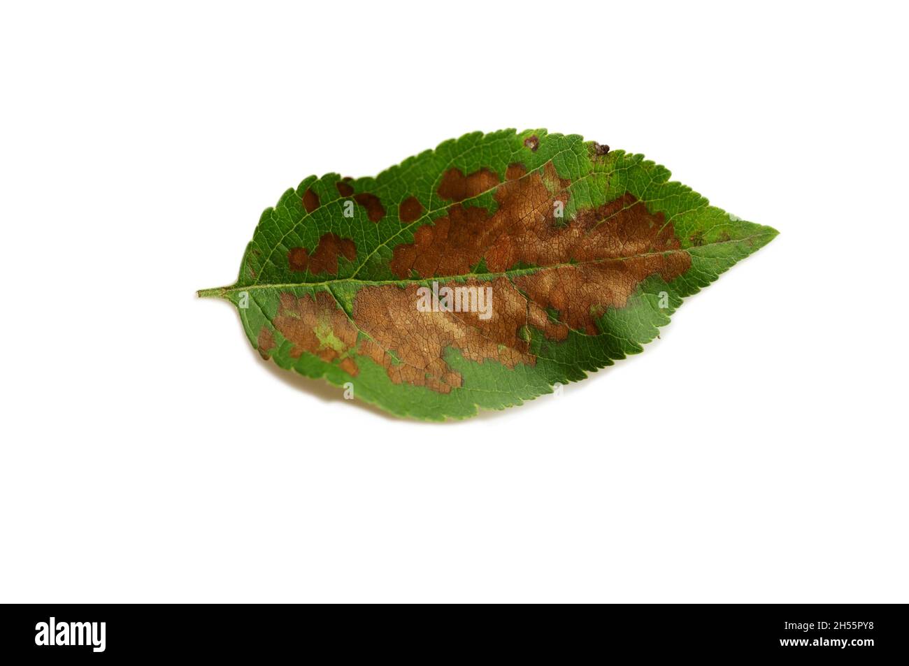 apple tree leaf is affected by a fungal disease. Brown spotting and scab struck a young apple tree. sheet is isolated on a white background Stock Photo