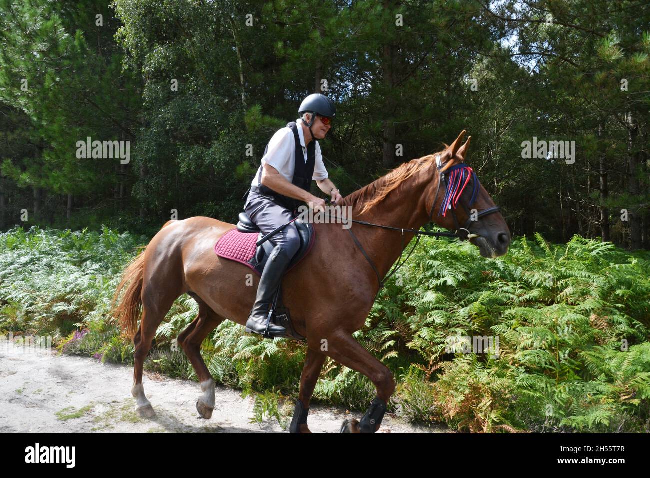 Horse Rider in Rendlesham Forest, Suffolk, UK Stock Photo