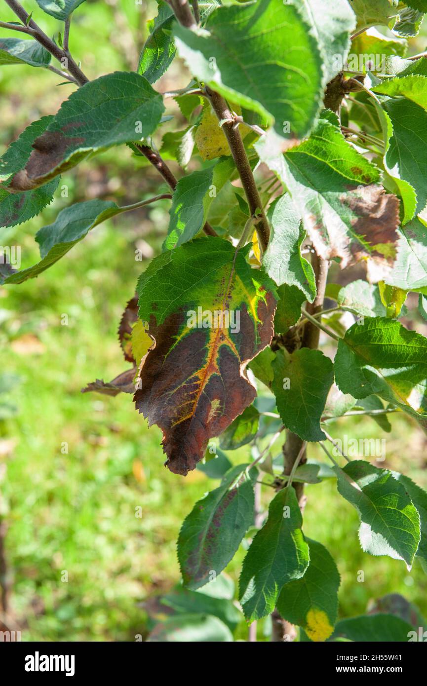 tree of a young apple tree is affected by a fungal disease. Brown spots and scabs struck a young