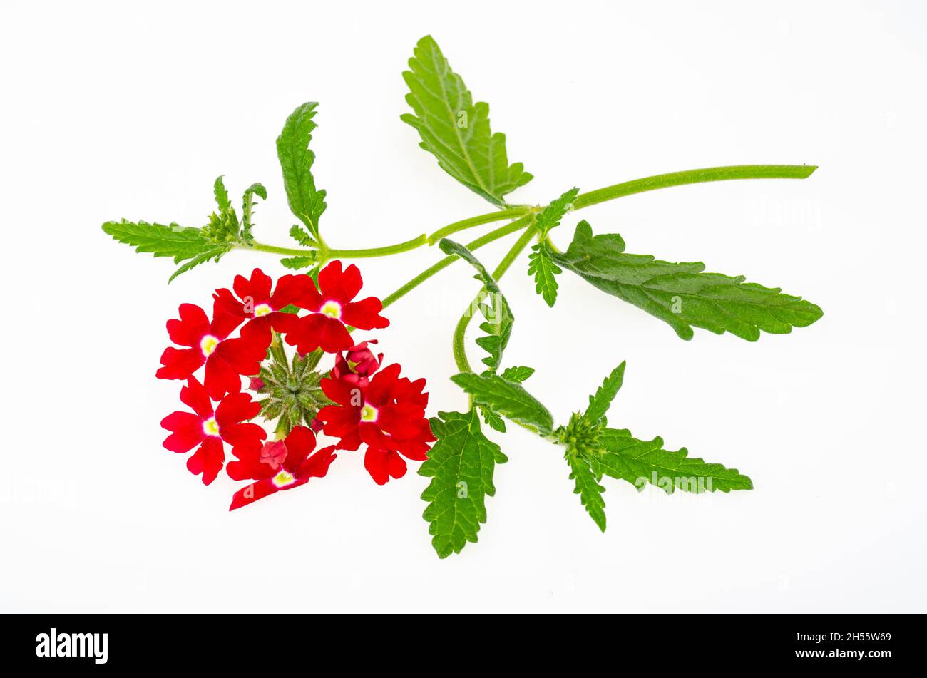 Red flowers Verbena canadensis on white background. Studio Photo. Stock Photo