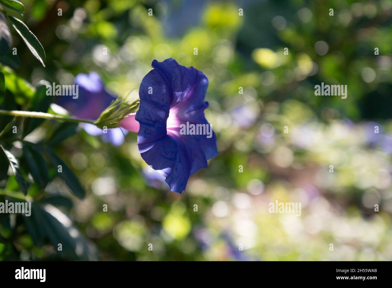 Purple moonflower hi-res stock photography and images - Alamy