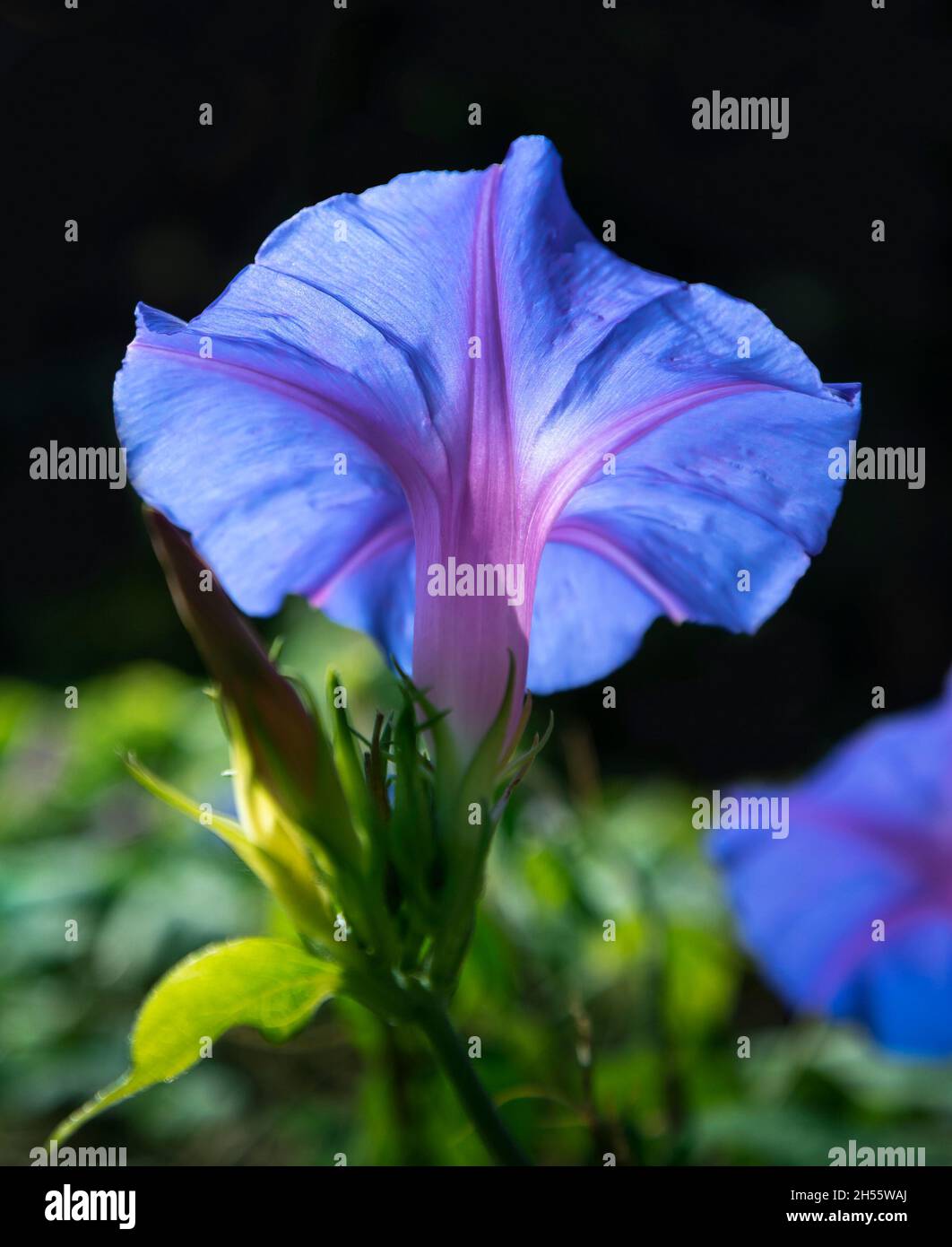 Purple moonflower hi-res stock photography and images - Alamy