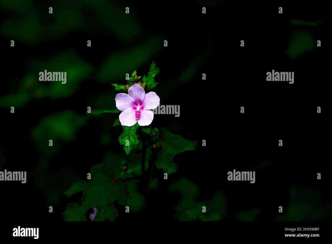 Purple flower isolated in hi-res stock photography and images - Alamy