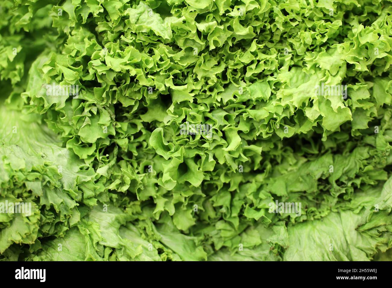 Green lettuce leaves in supermarket, healthy diet concept Stock Photo
