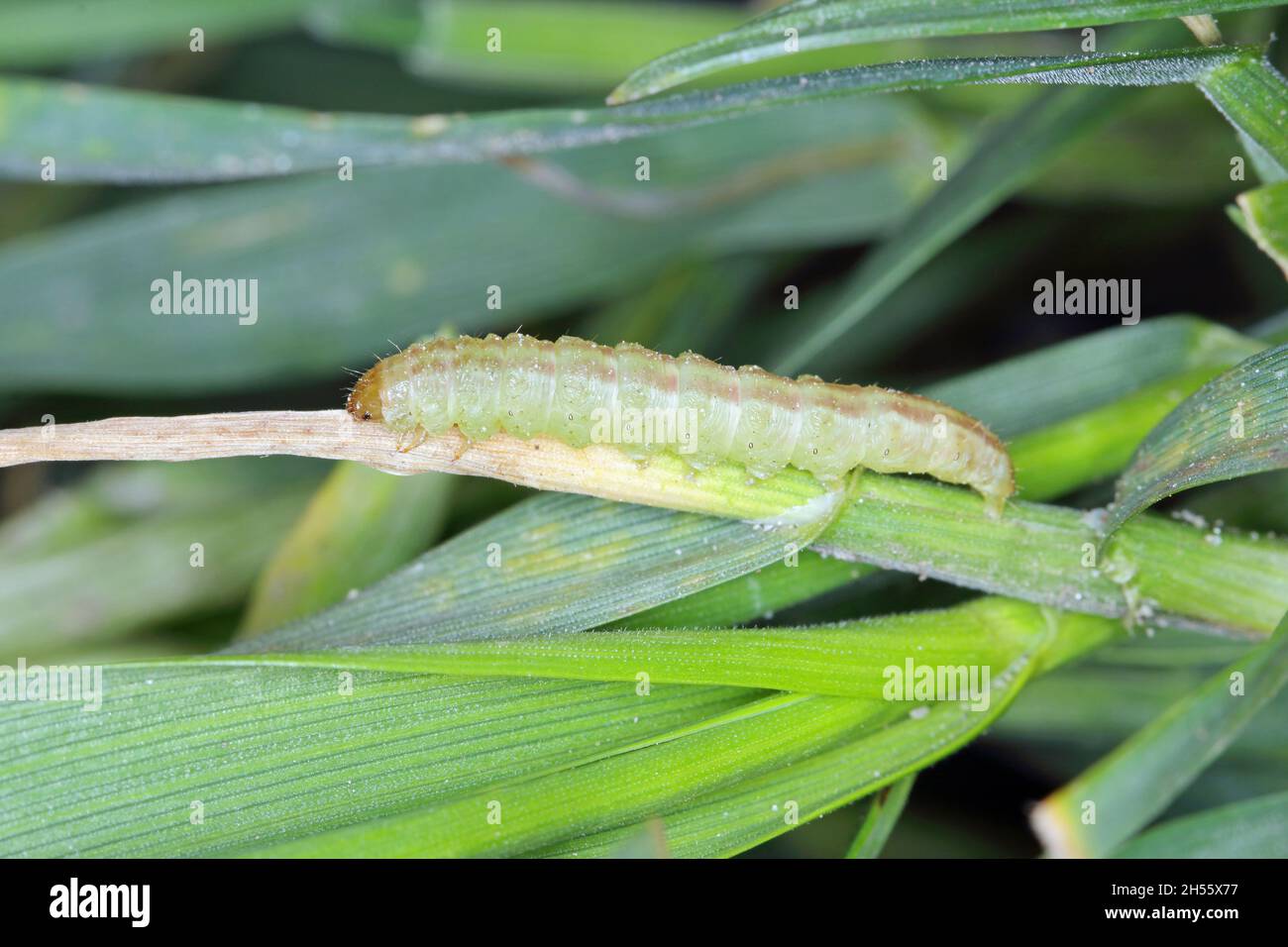 Caterpillar of the moth from the family Noctuidae: owlet moths, armyworm, feeding on young plants of winter cereals in the autumn period. Stock Photo