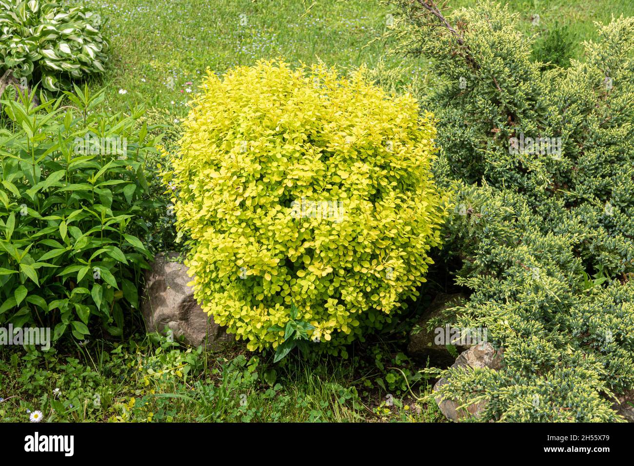The backjard with group of bushes and plants: juniper, phlox, peony, thuja, barberry in front of house wall. Stock Photo
