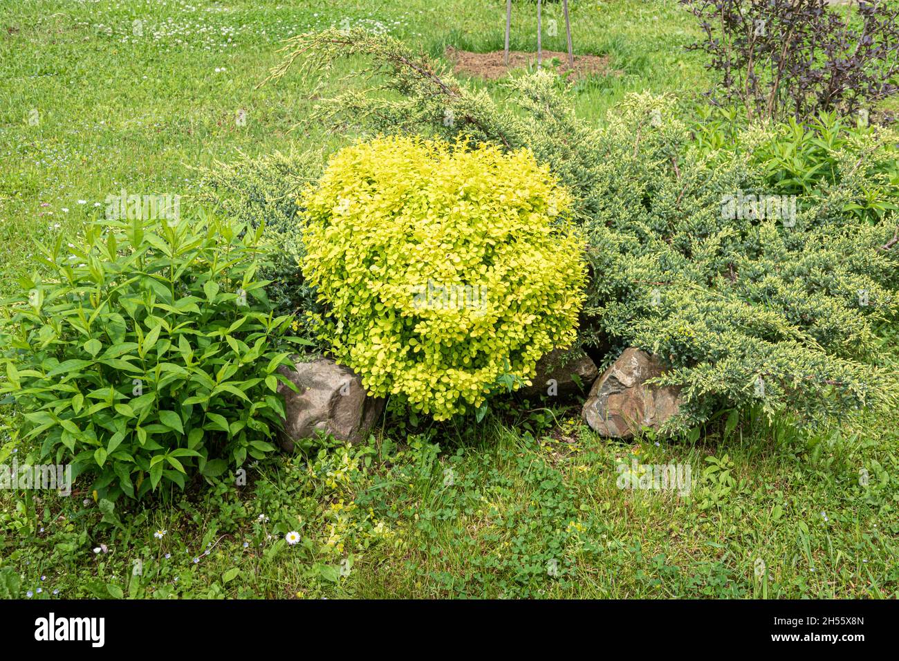 The backjard with group of bushes and plants: juniper, phlox, peony, thuja, barberry in front of house wall. Stock Photo