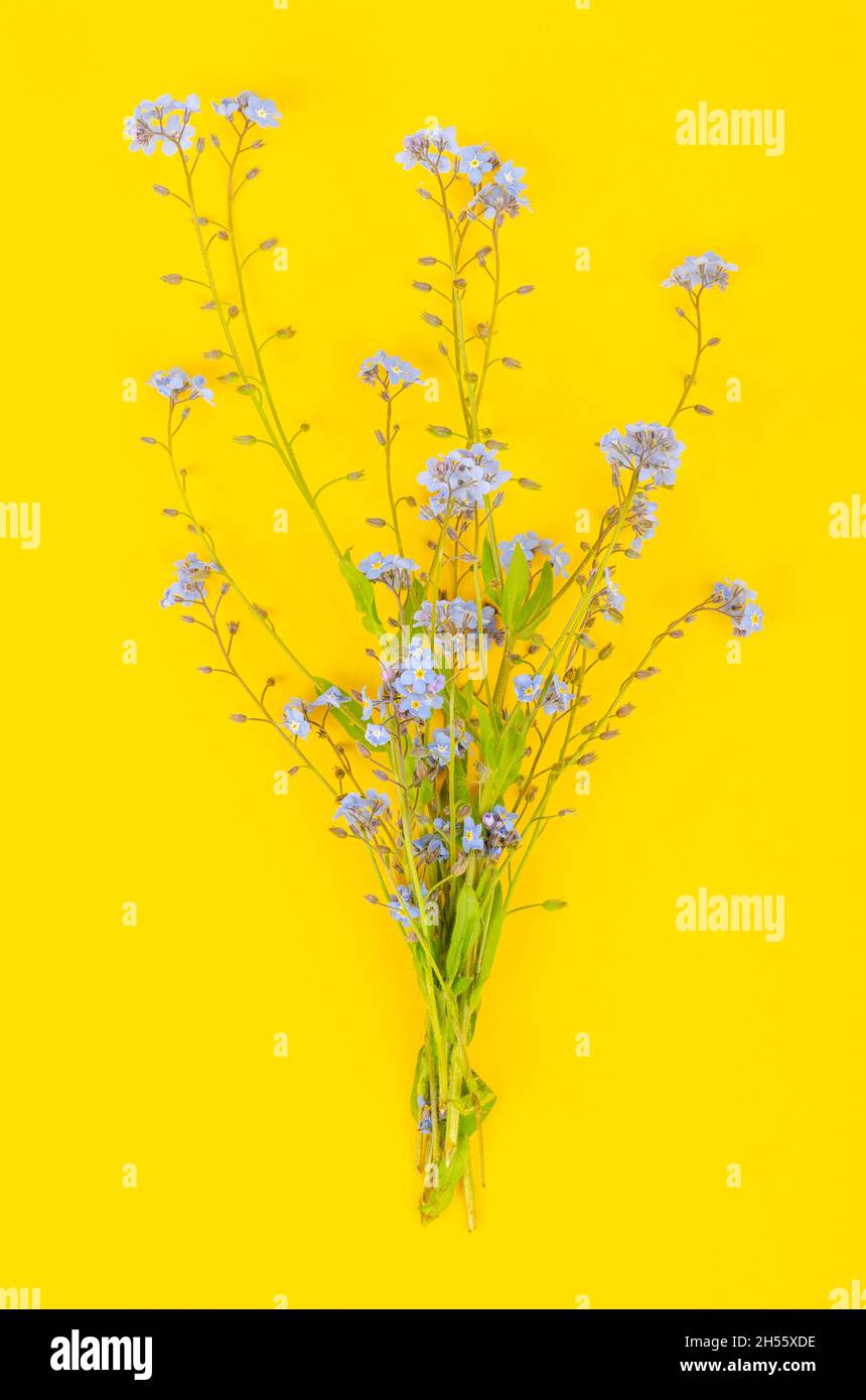 Small bunch of delicate blue spring, summer Myosotis flowers. Studio ...