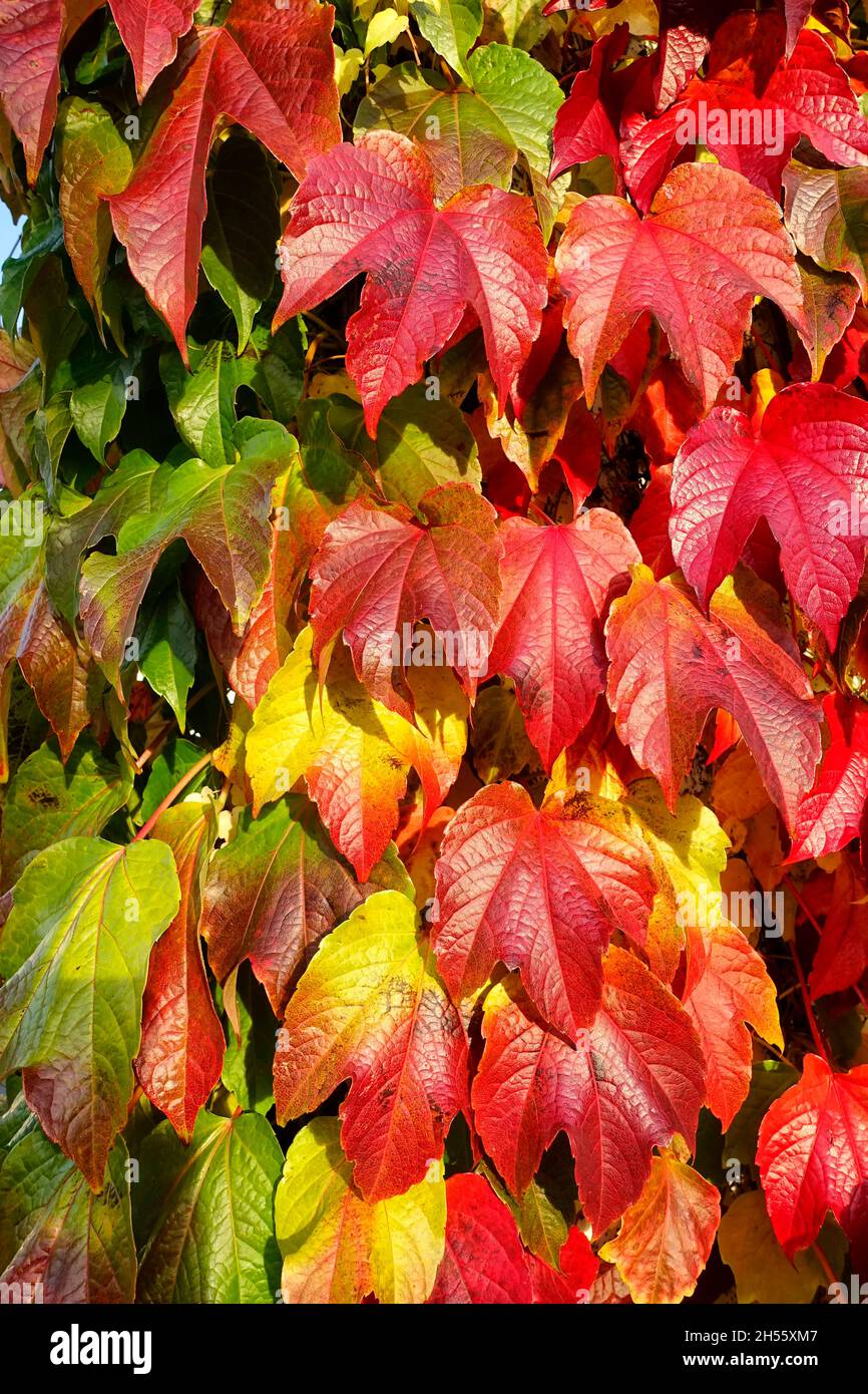 Parthenocissus tricuspidata is a flowering plant in the grape family (Vitaceae) native to eastern Asia in Korea, Japan, and northern and eastern China Stock Photo