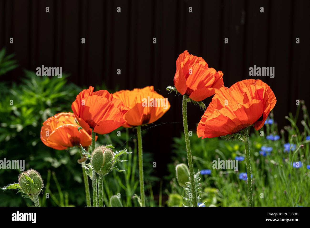 Beautiful field of red poppies in the sunset light Stock Photo - Alamy