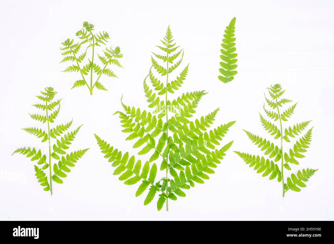 Green leaf of decorative fern on white background. Studio Photo Stock Photo