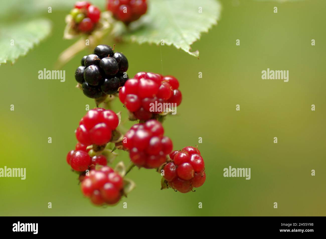The fruits of wild blackberries growing in the meadow. Stock Photo