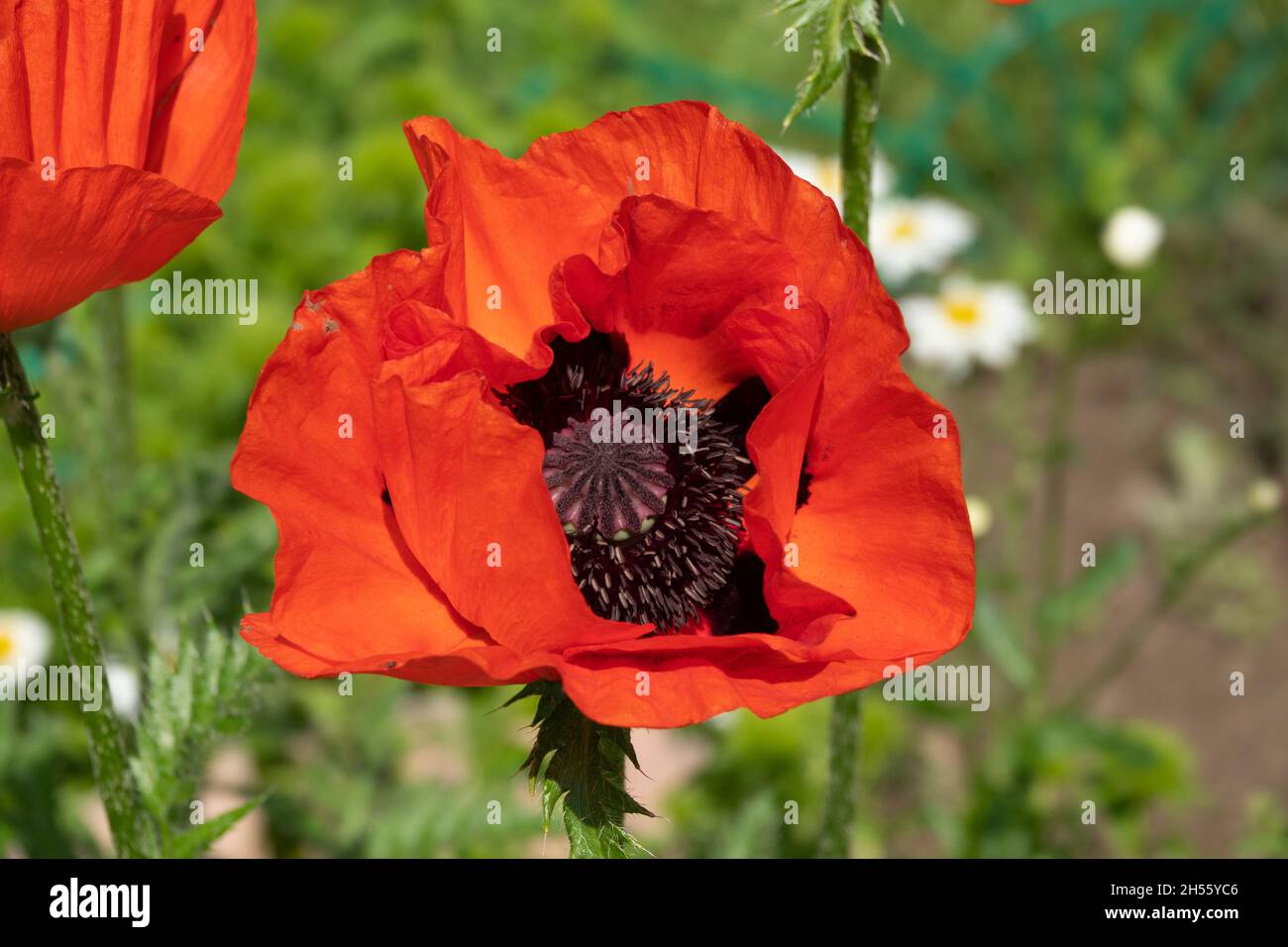 Beautiful field of red poppies in the sunset light Stock Photo - Alamy
