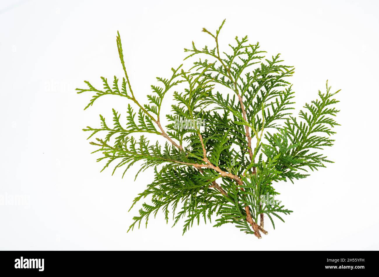Thuja occidentalis green branch isolated on white background. Studio Photo. Stock Photo