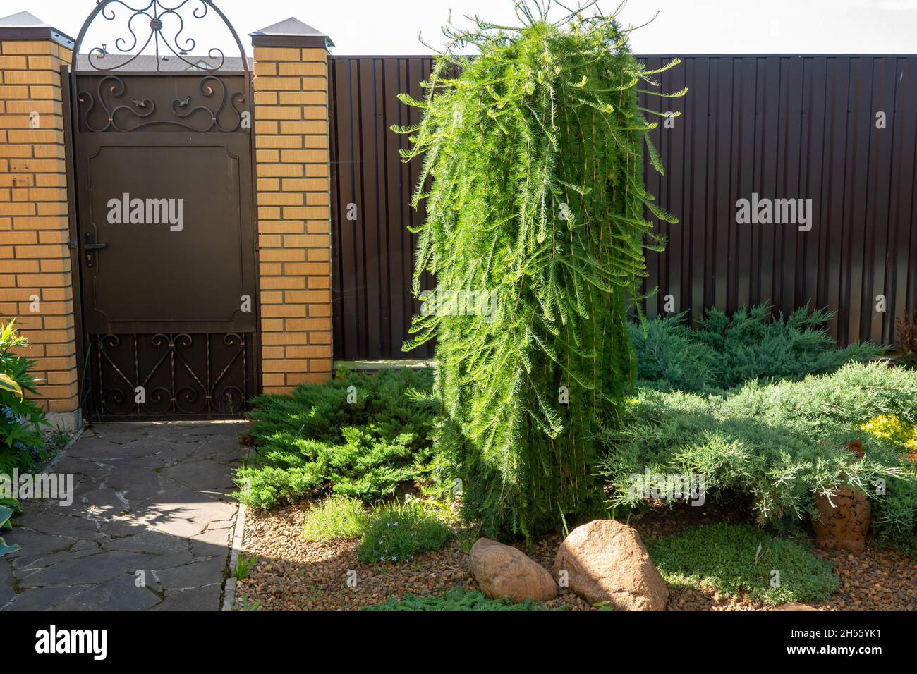 Picea abies Little Gem , rare dwarf conifer in garden Stock Photo
