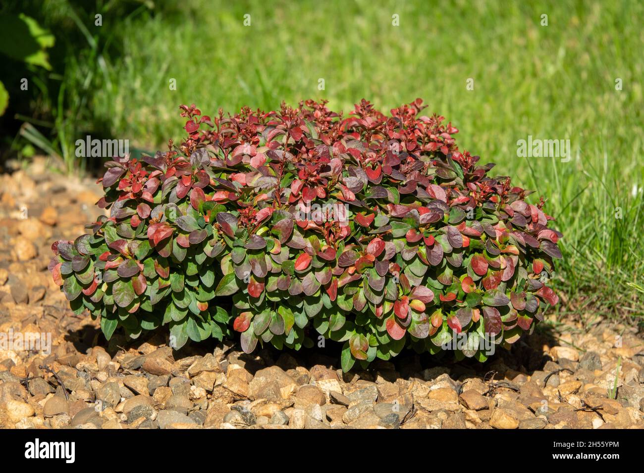 Cultivar Thunbergs barberry Berberis thunbergii Red Rocket in rocky garden. Bright ornamental bush with vivid red-burgundy leaves, focus is at foregro Stock Photo