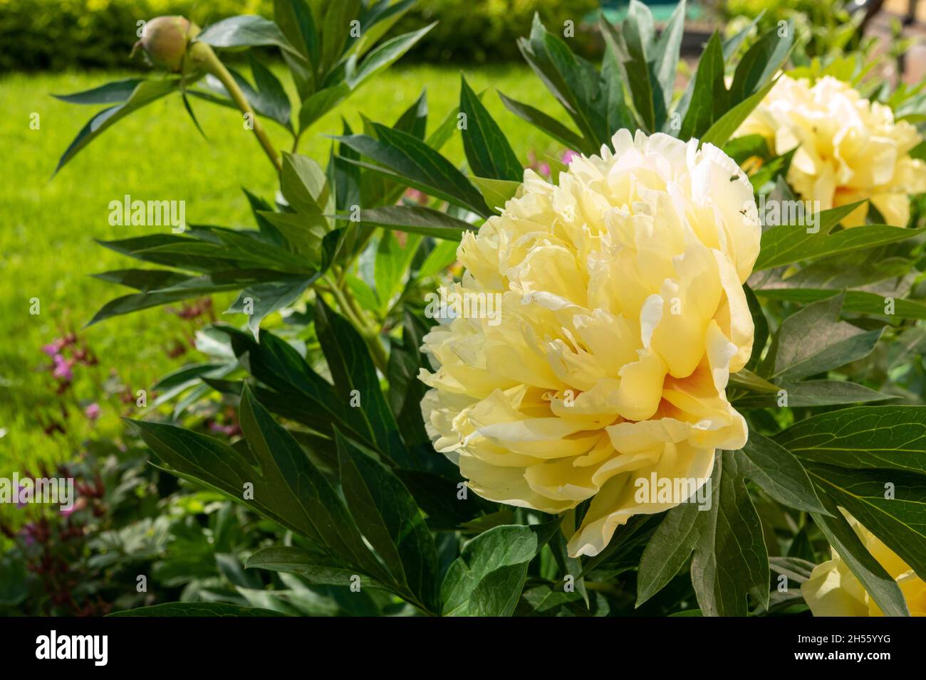 Yellow peony flower in garden. Bartzella Itoh Peony bloom in Park. Large, luminous, golden yellow double bloom. Mother s Day card with yellow rose in Stock Photo