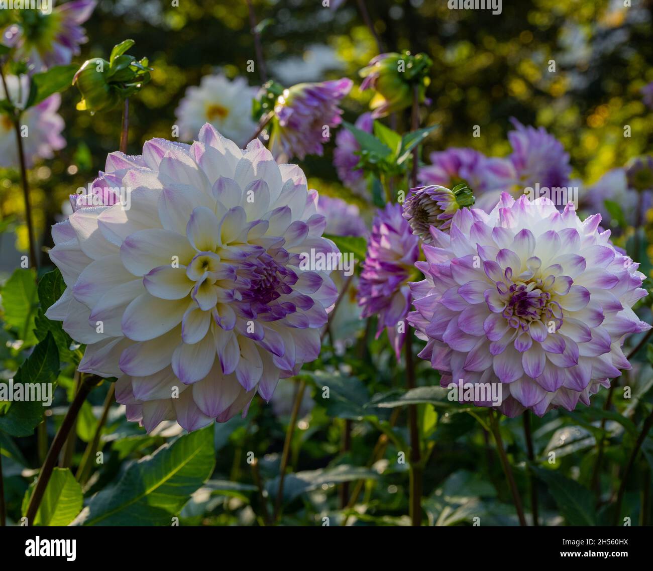 The dahlia (name, Hapet Blue Eyes) in the dahlia garden Baden Baden
