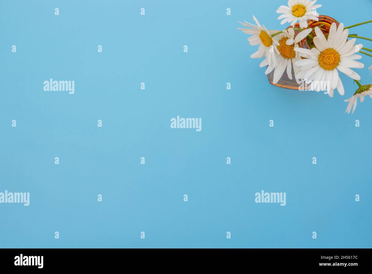 Top view white chamomile hi-res stock photography and images - Alamy