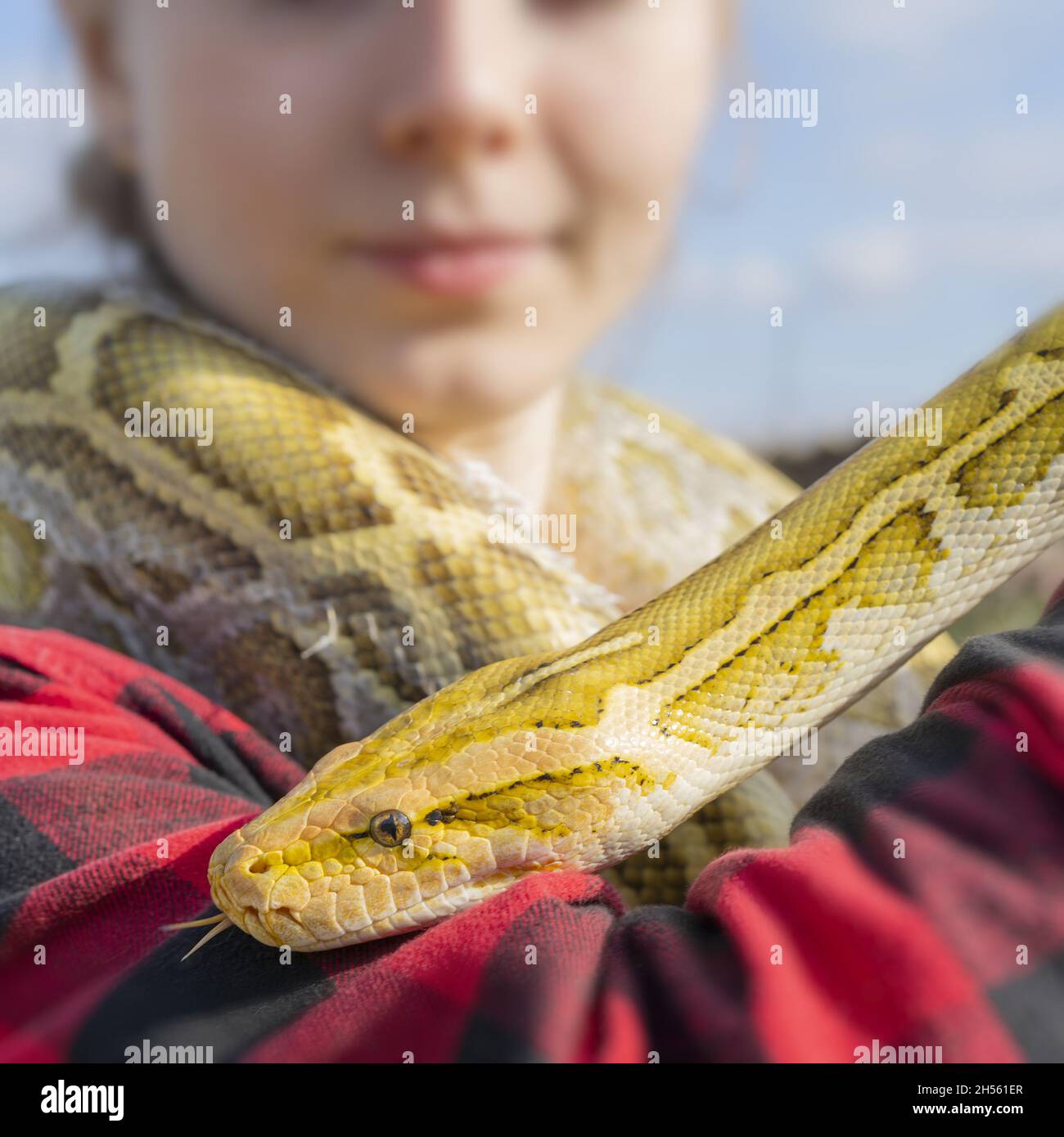 A shallow focus shot of a snake wrapped around a female's neck Stock Photo