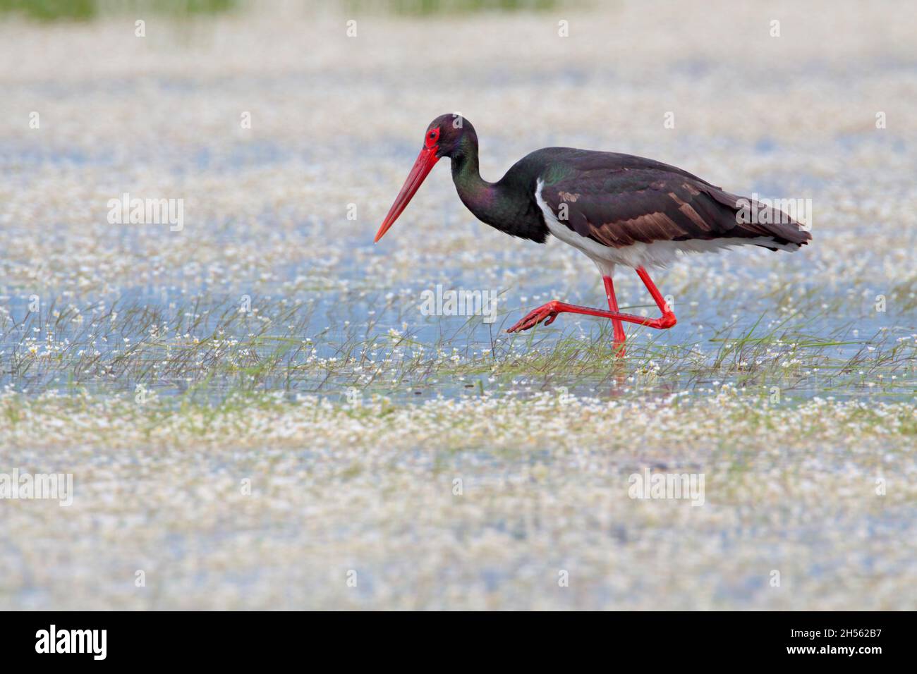 An adult Black Stork (Ciconia nigra) feeding at a wetland on migration on the Greek island of Lesvos in spring Stock Photo