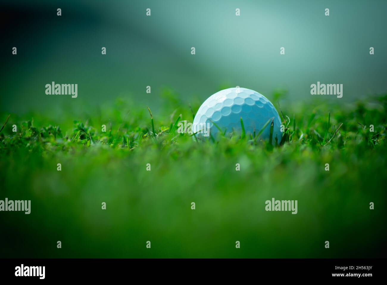 lose up the golf ball on the green background Stock Photo Alamy
