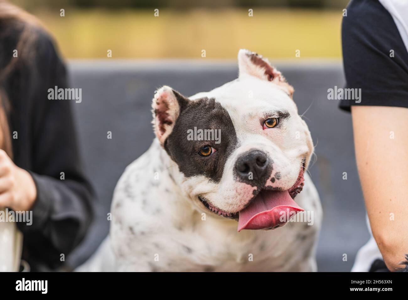 American bully dog twisting the head with expression of attention Stock Photo Alamy