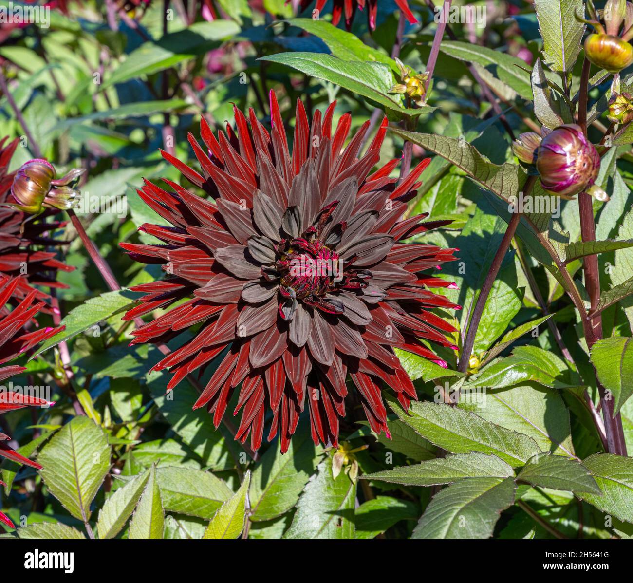 The dahlia (name, Black Jack) in the dahlia garden Baden Baden near the lichtentaler alley. Baden Baden, Baden Württemberg, Germany Stock Photo