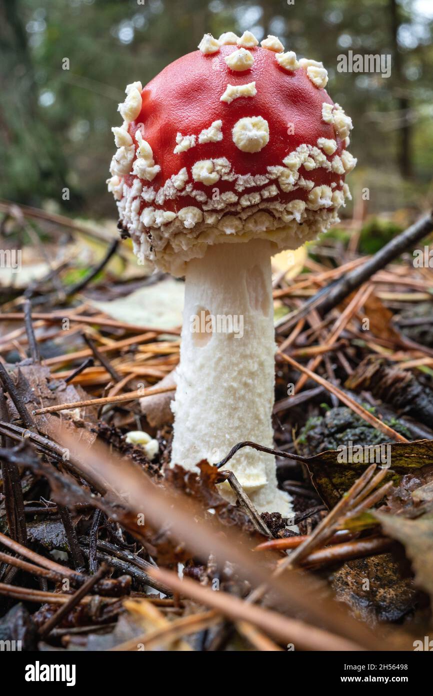 fly agaric (Amanita muscaria) in the woods Stock Photo