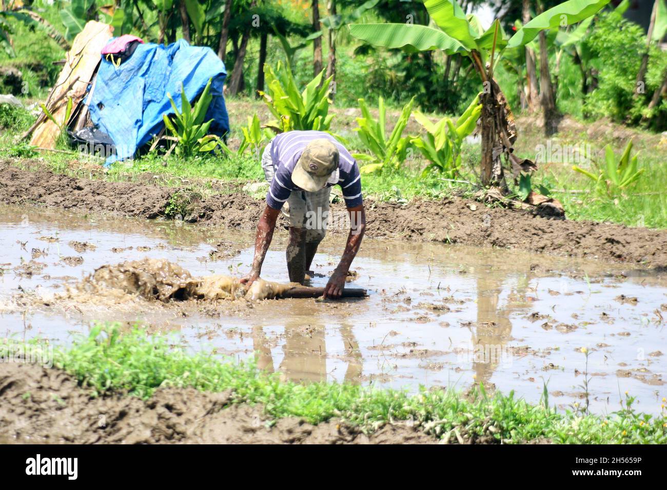 a farmer is working to clean his field Stock Photo Alamy