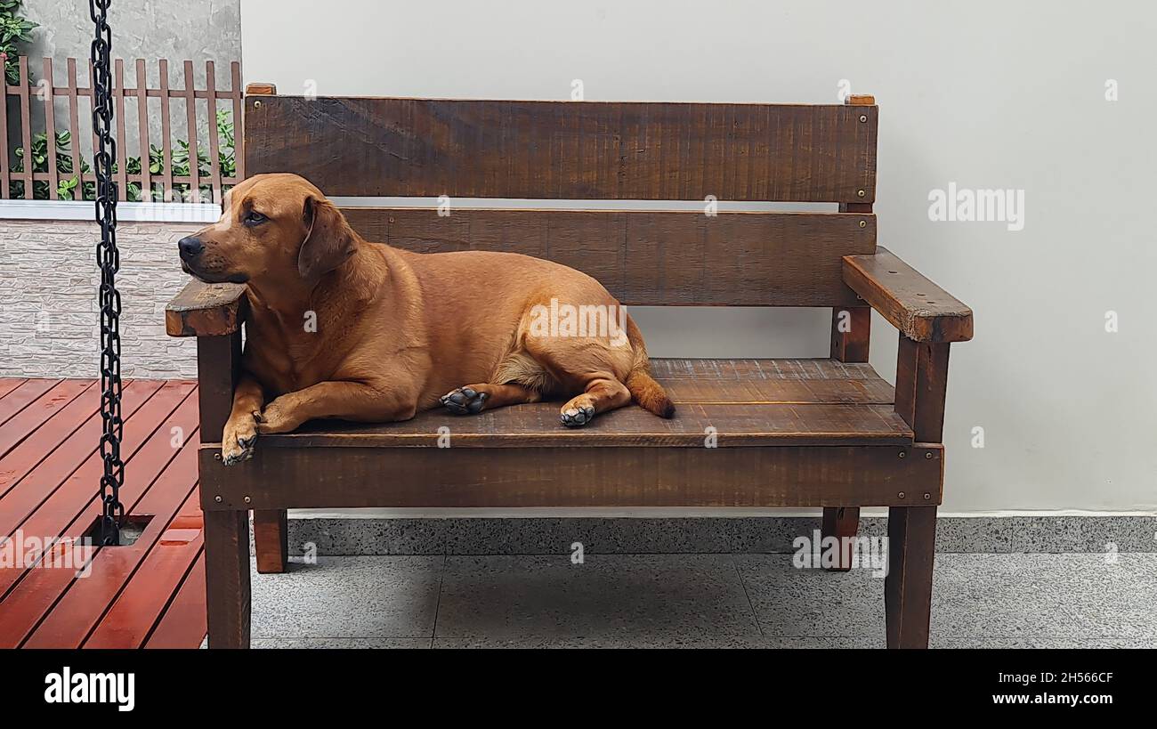 Brown dog, lying on a wooden bench, with its chin propped up. Stock Photo