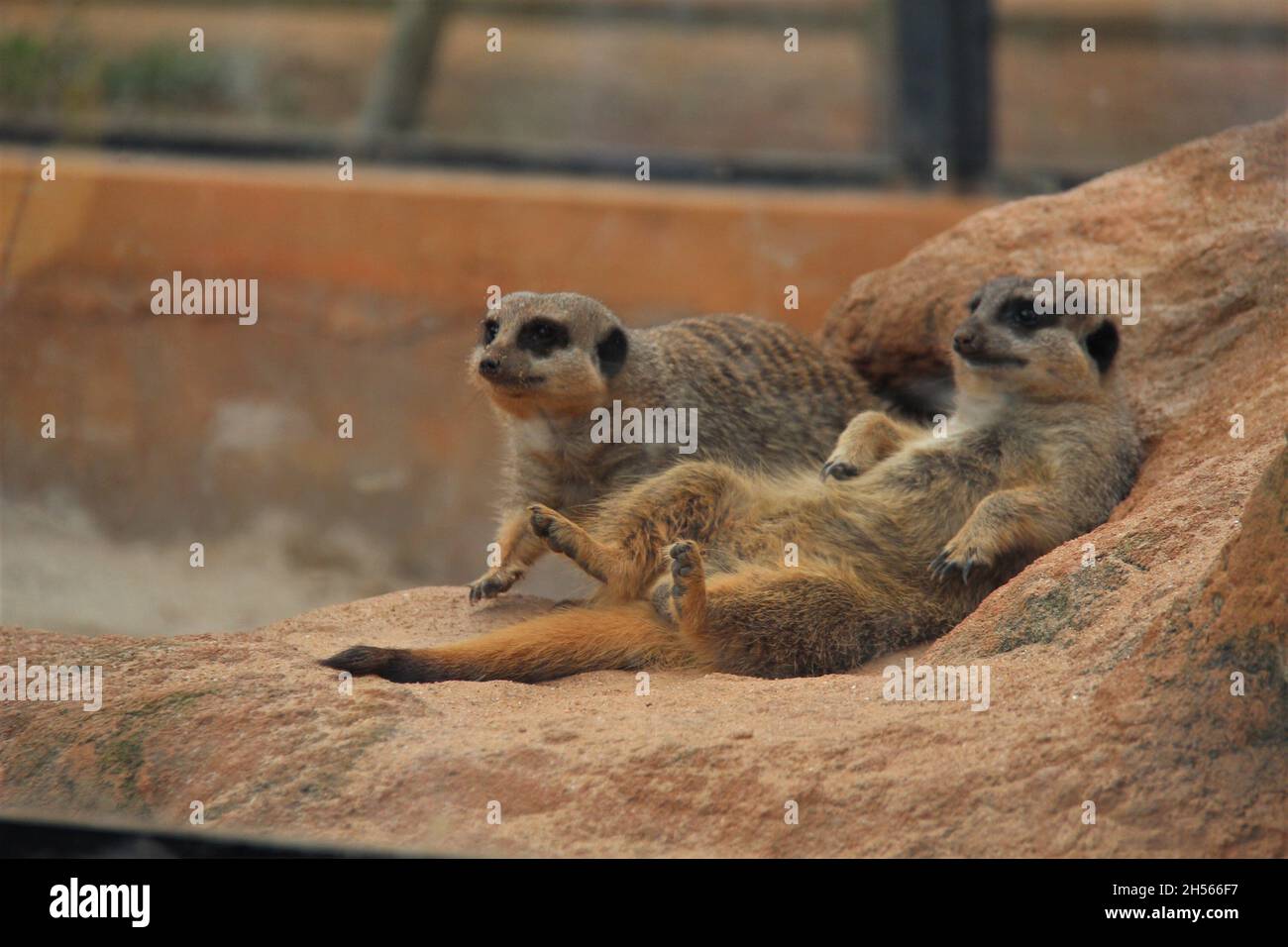 A family of meerkats, one relaxing lying on a rock and the other curious about the movement in a zoo in São Paulo, Brazil. Stock Photo