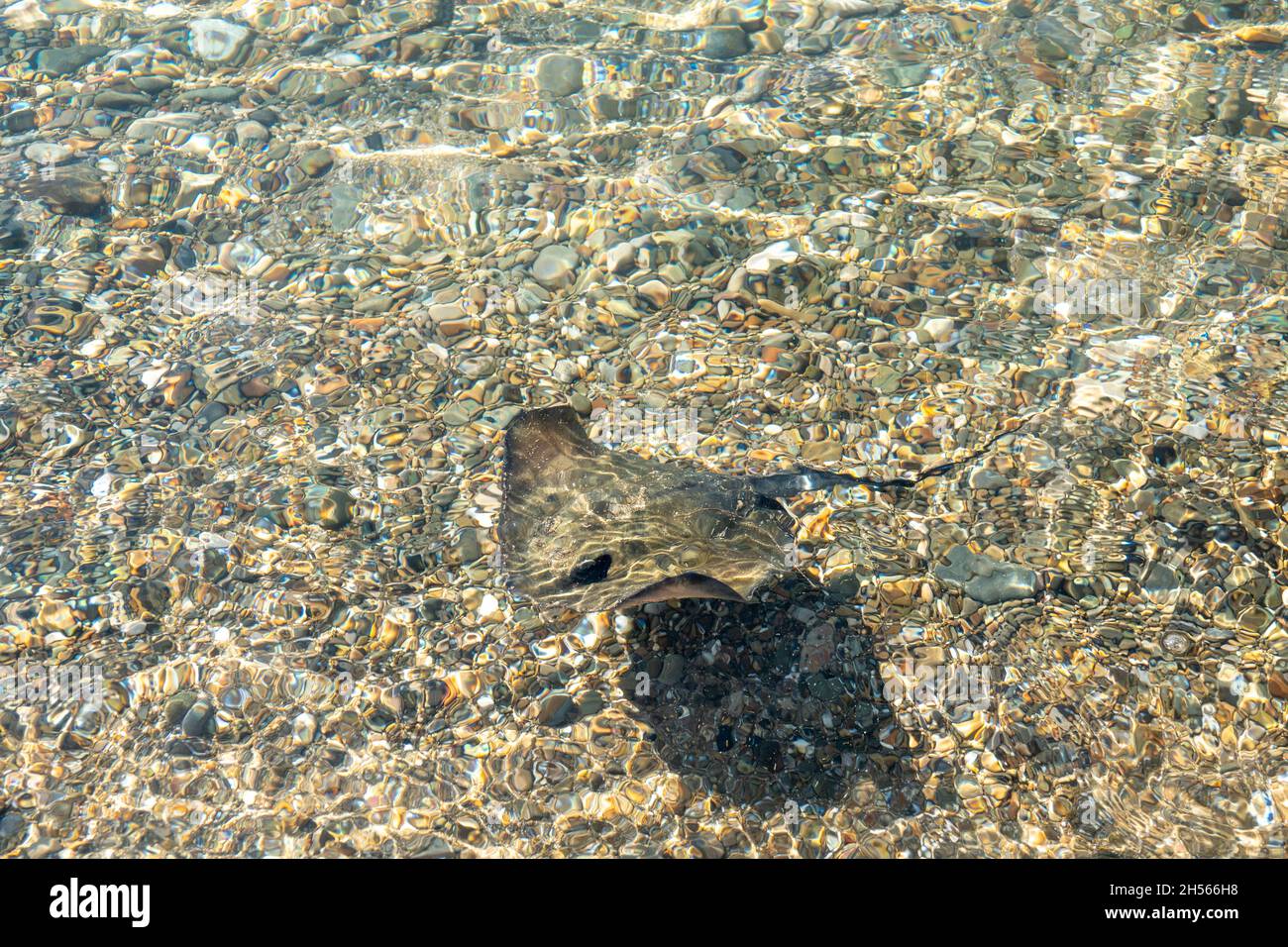 Stingray is a flat marine fish. Rays skates deep-water fish. Stingray swimming underwater. Cramp-fish in blue water. Top view. Stock Photo