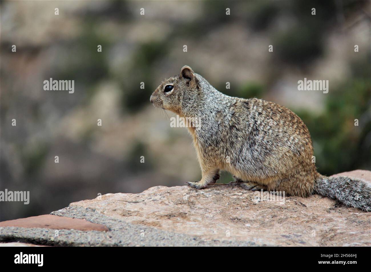 A cute squirrel, isolated, day, sunny, sitting on a rock, looking for food. blurred background. Stock Photo