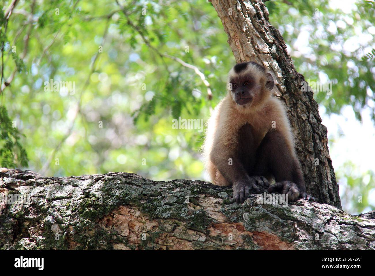 Monkey sitting on a tree trunk, with blurred background. Bonito - Mato Grosso do Sul - Brazil. Stock Photo