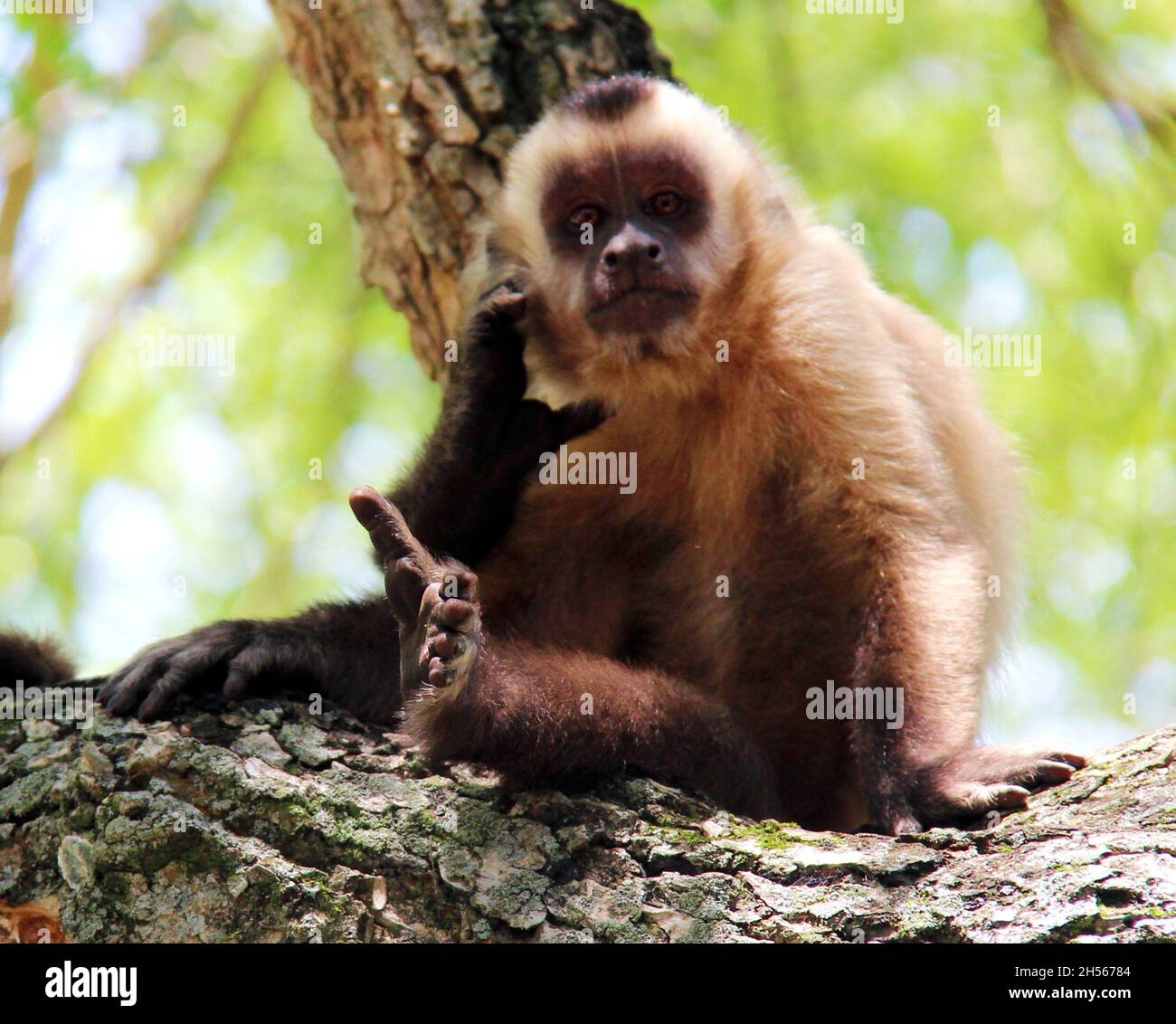 Monkey sitting on a tree trunk, with blurred background. Bonito - Mato Grosso do Sul - Brazil. Stock Photo