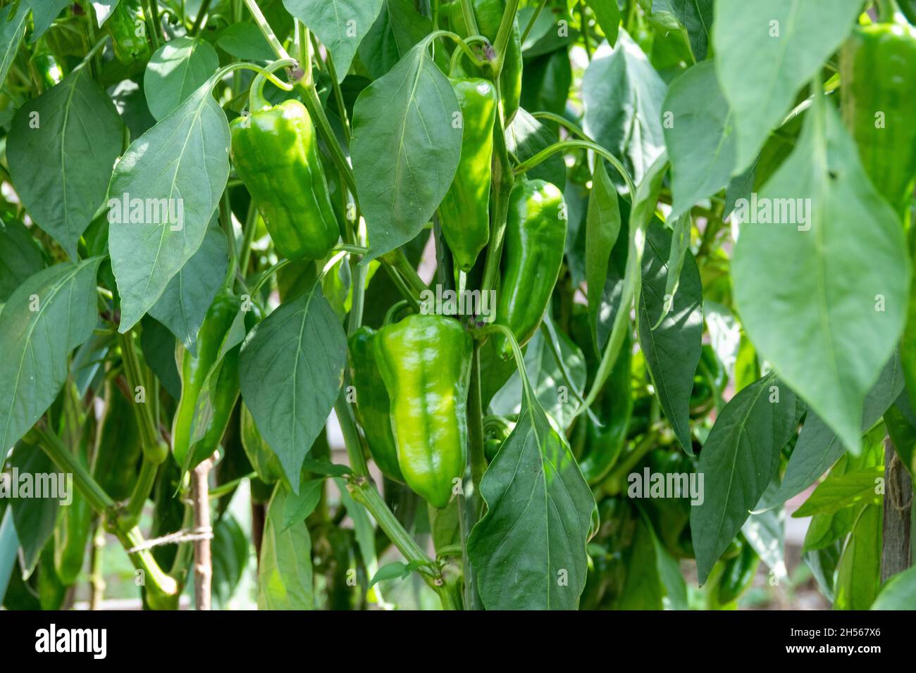 Rotten green pepper. Botrytis blight. Diseases of the capsicum and bell pepper. Stock Photo