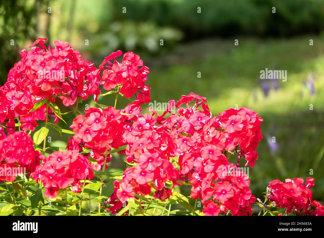 Creeping phlox Phlox subulata , as the moss phlox Stock Photo Alamy
