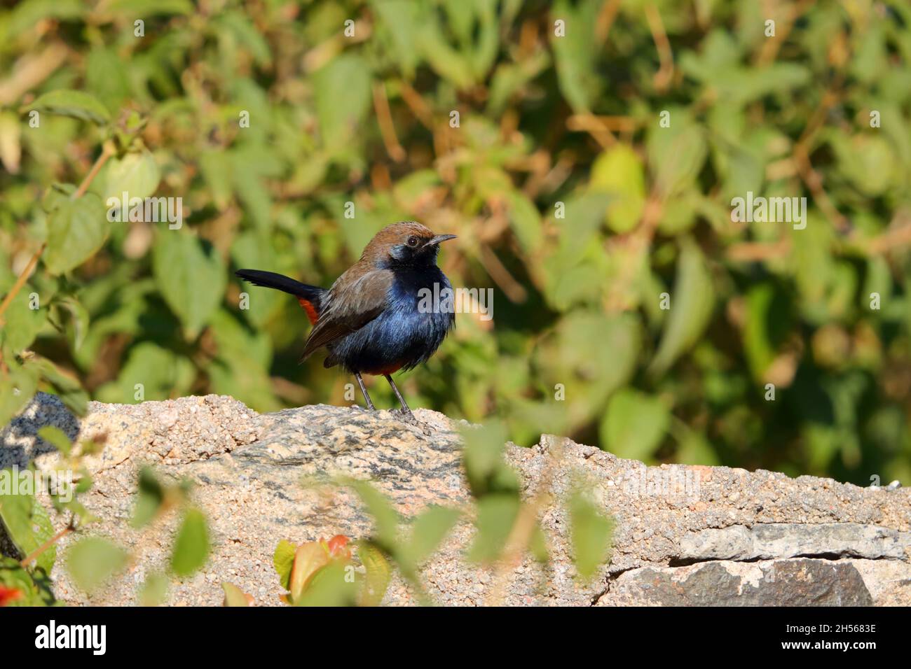 A male Indian Robin or Indian Black Robin (Copsychus fulicatus cambaiensis) of the northern subspecies in Rajasthan, India Stock Photo