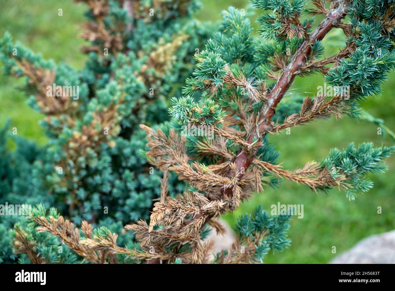 Chinese juniper Hetzi Glauca - Latin name - Juniperus chinensis Stock Photo