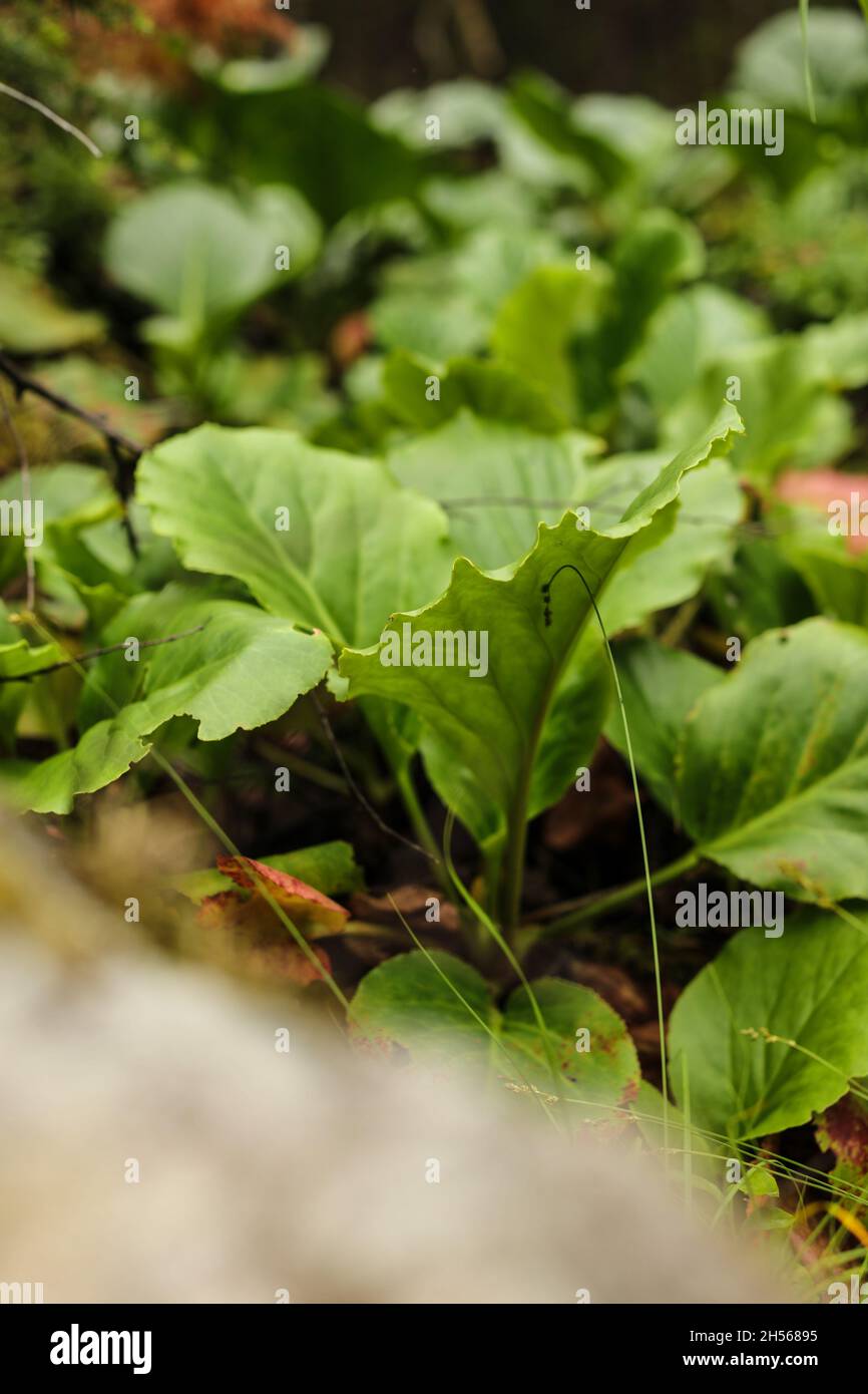 Elephants ears leaves Latin name Bergenia crassifolia Stock Photo