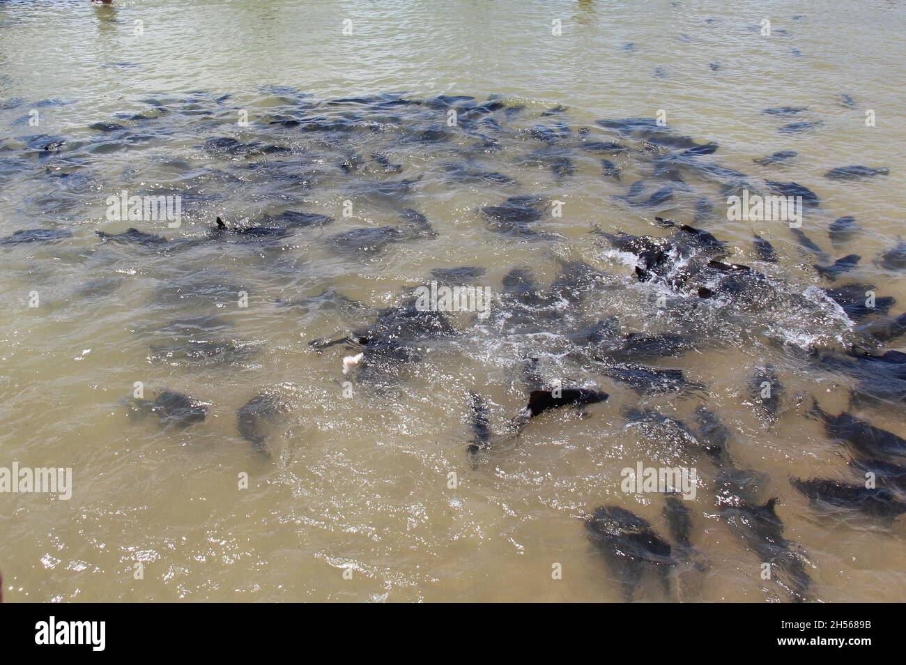 School of fish, view from the surface of a lake, in Bonito Mato Grosso do sul, Brazil. Stock Photo