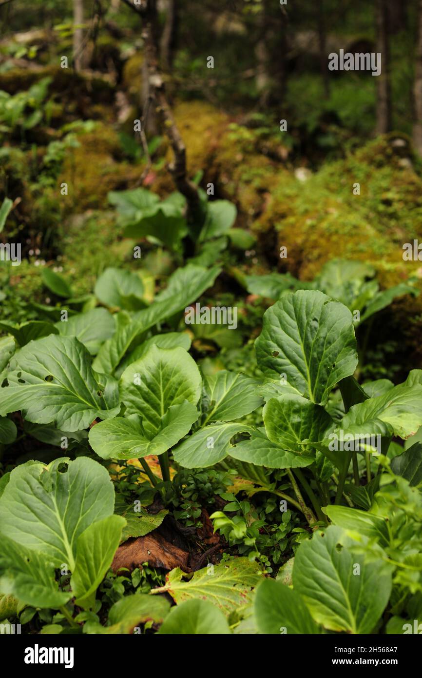 Elephants ears leaves Latin name Bergenia crassifolia Stock Photo