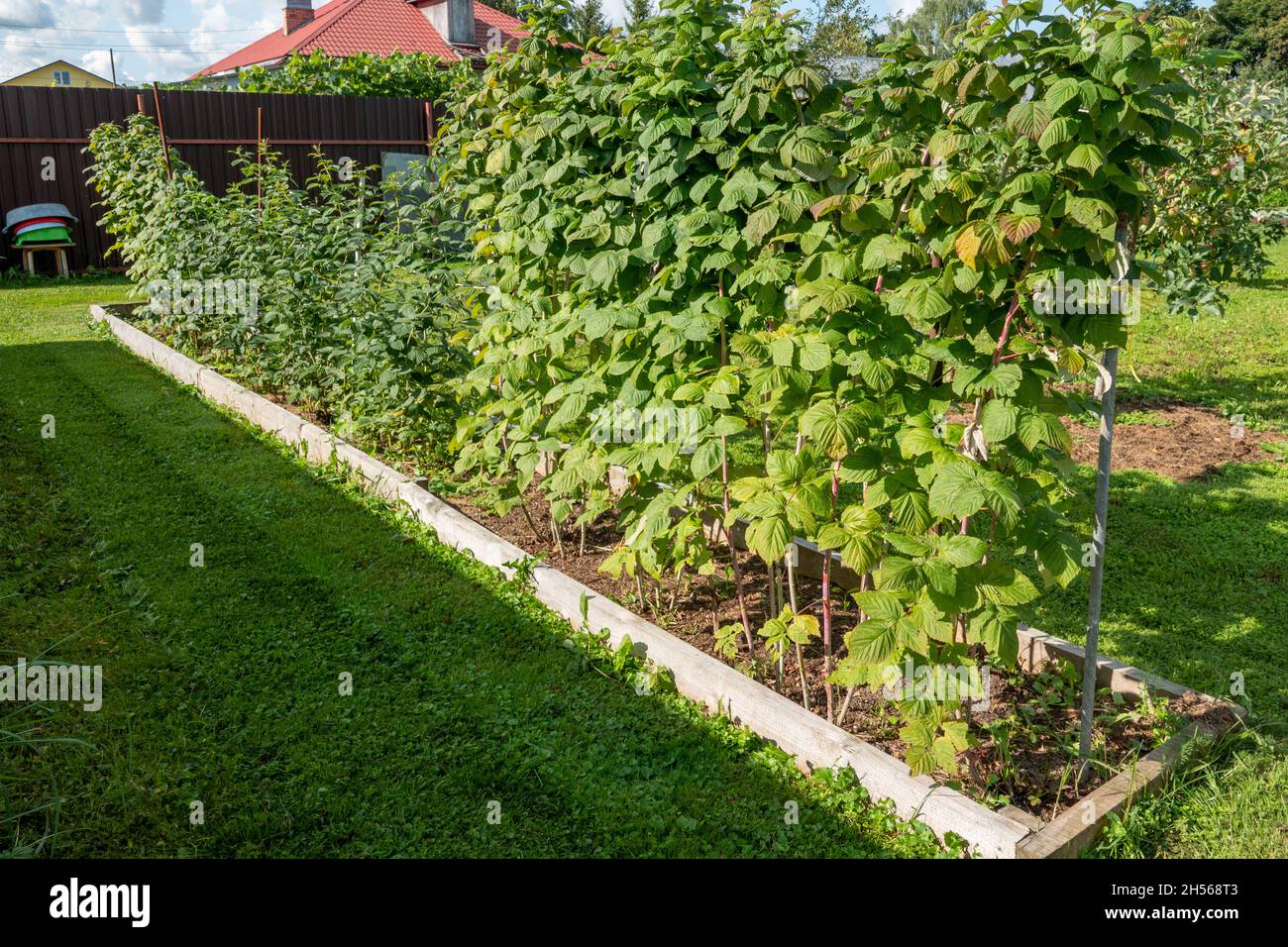 Strawberry and raspberry farm growing in greenhouses Stock Photo Alamy