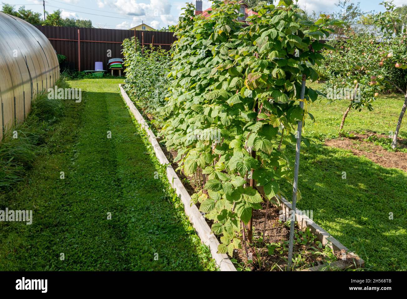 Strawberry and raspberry farm growing in greenhouses Stock Photo Alamy