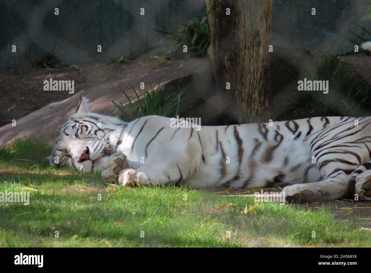 White tiger sleeping in park in Las Vegas, Nevada, USA. Stock Photo