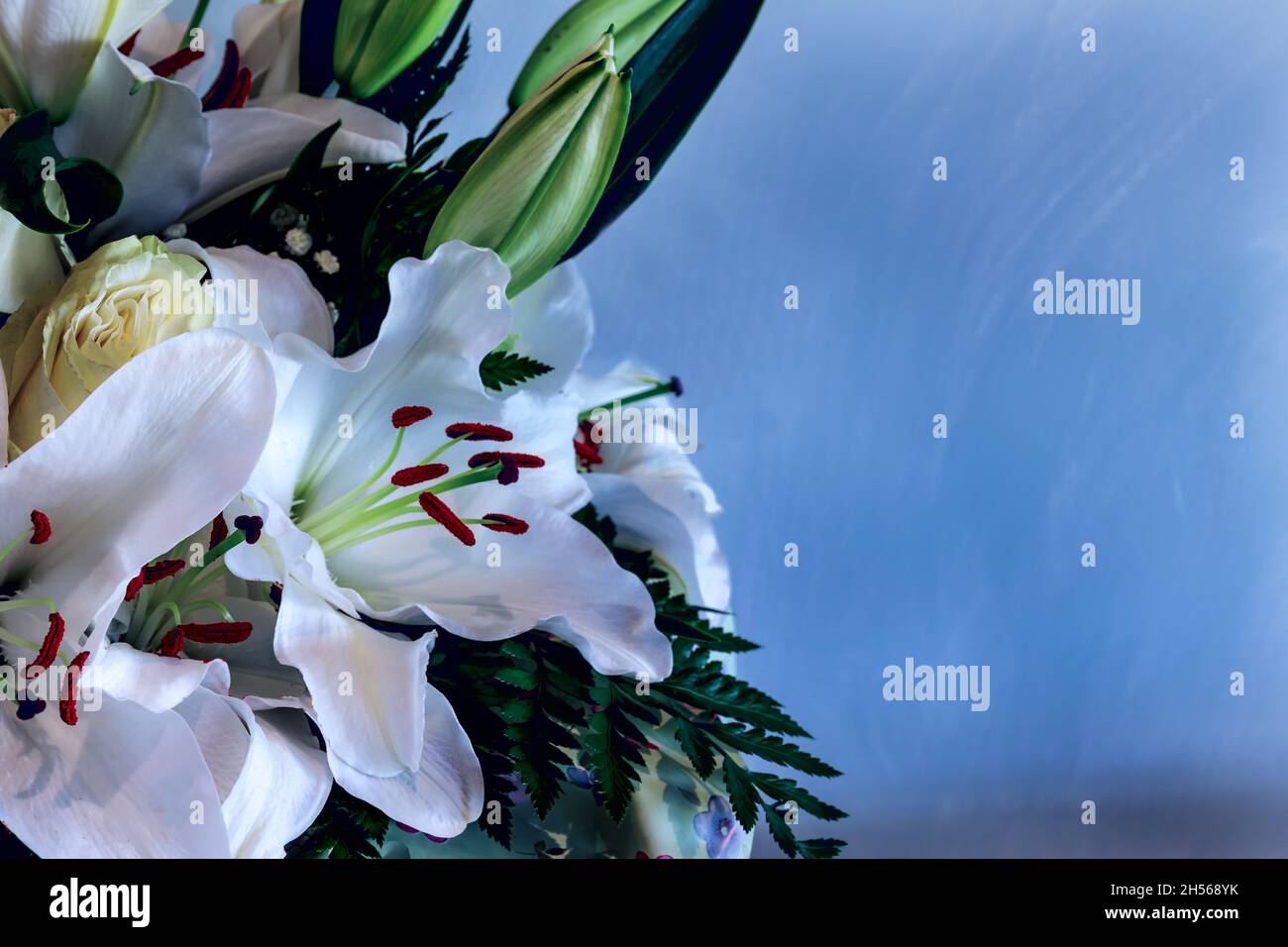 White lilies on a blue background with cream roses, bouquet. Postcard, background. Stock Photo