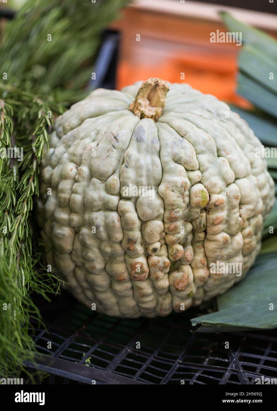 ripe pumpkin on display at local market Stock Photo - Alamy